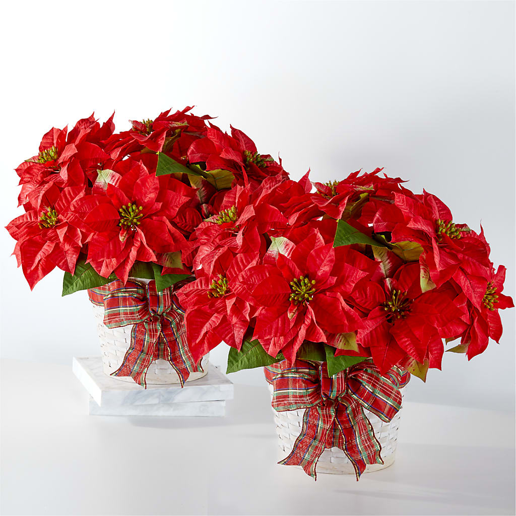 Happiest Holidays Poinsettia Bundle – Roots Of Love, Spotswood NJ