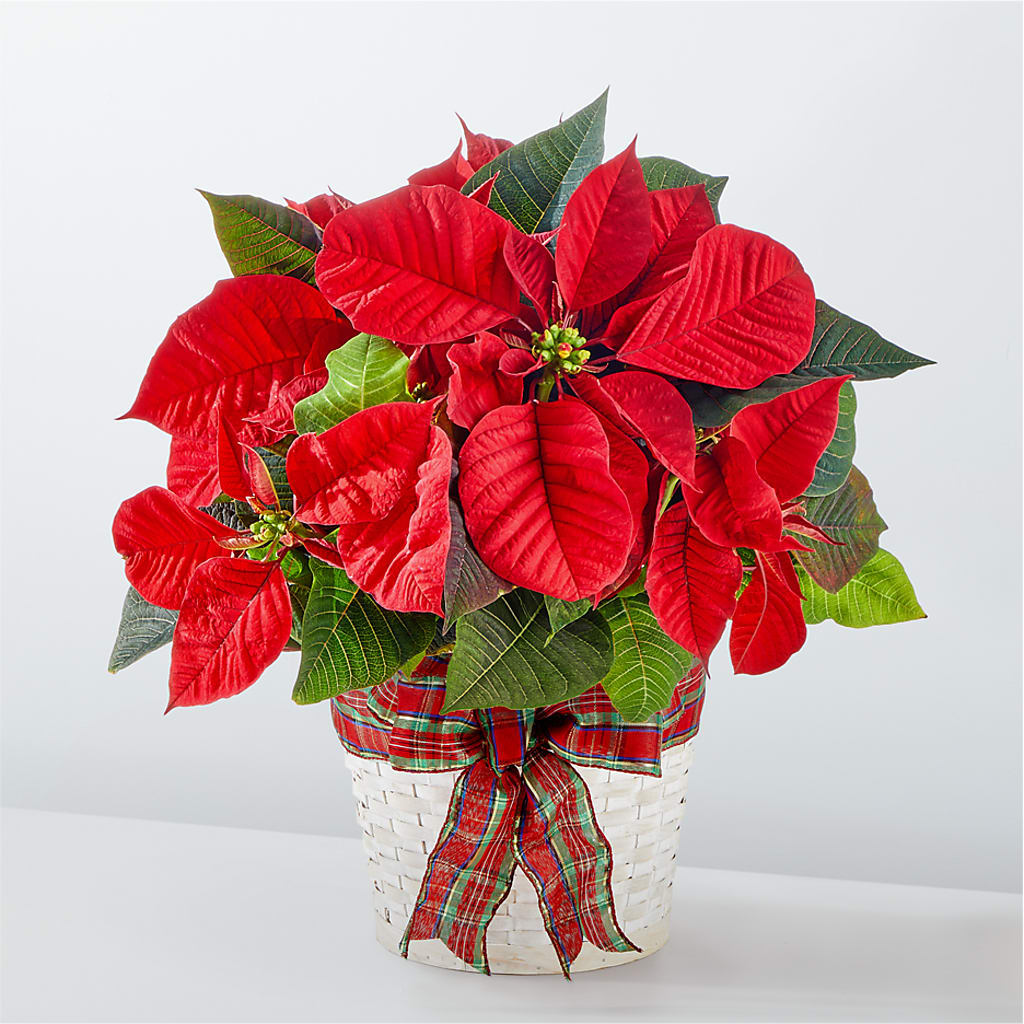 Happiest Holidays Poinsettia – Roots Of Love, Spotswood NJ
