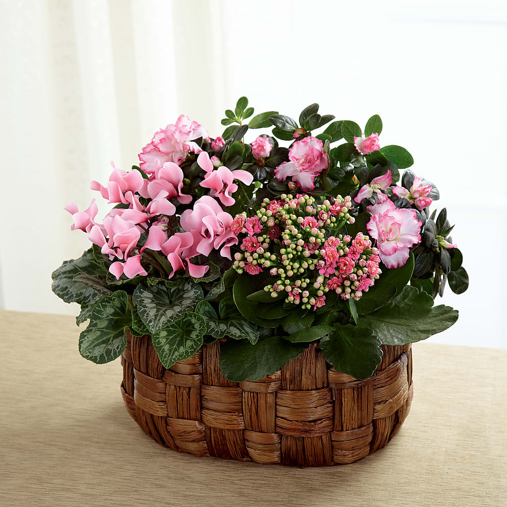 Pink Assortment – Roots Of Love, Spotswood NJ