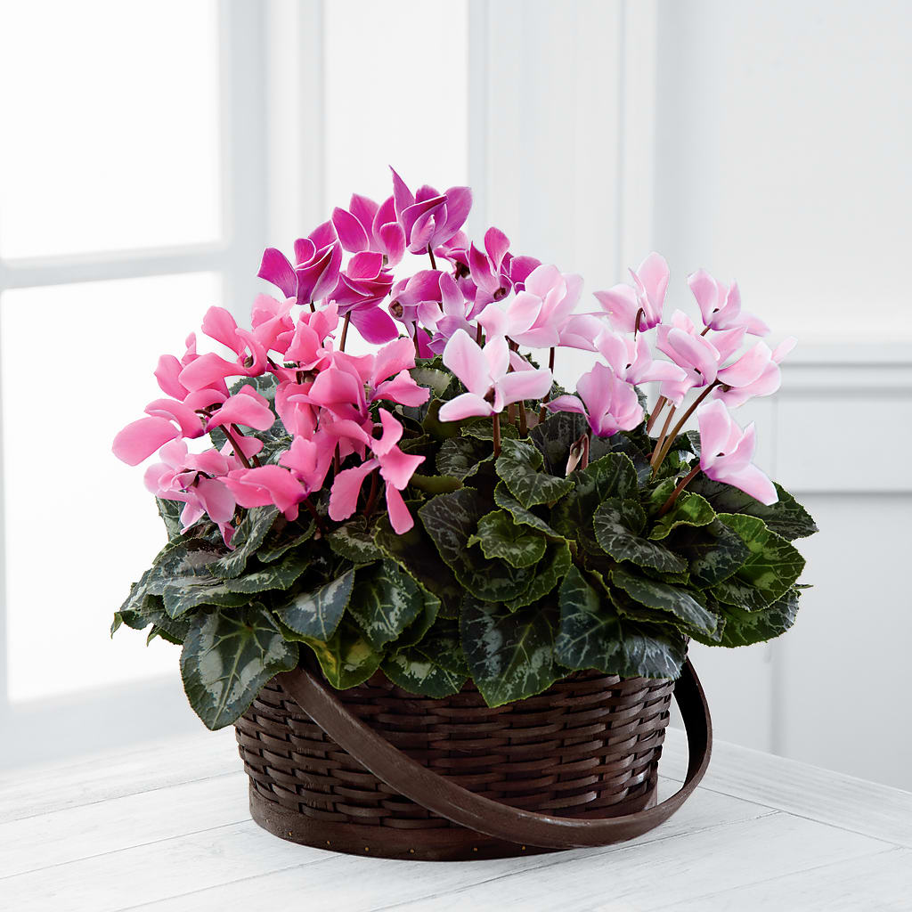 Mixed Cyclamen Planter – Roots Of Love, Spotswood NJ
