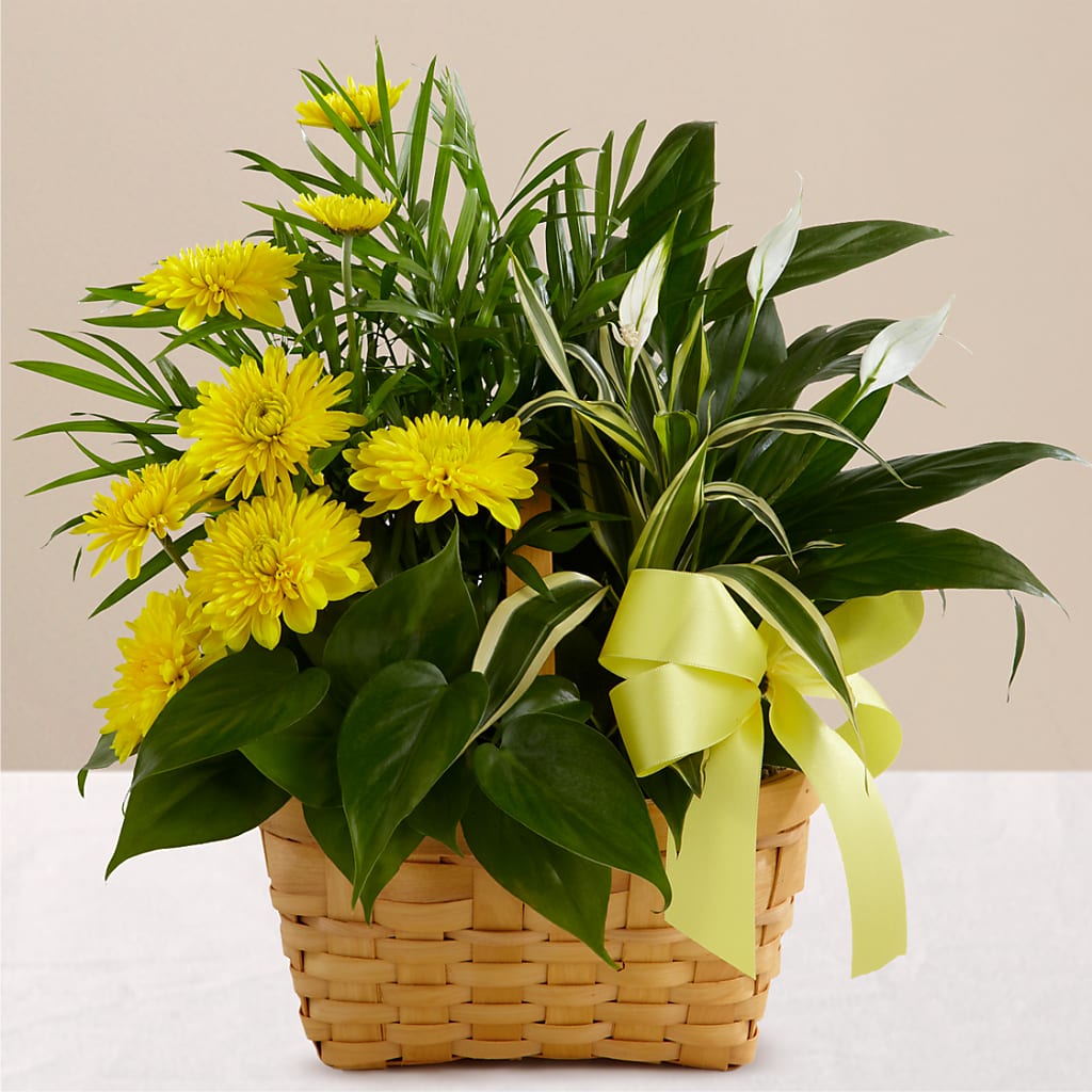 Loving Light Dishgarden – Roots Of Love, Spotswood NJ