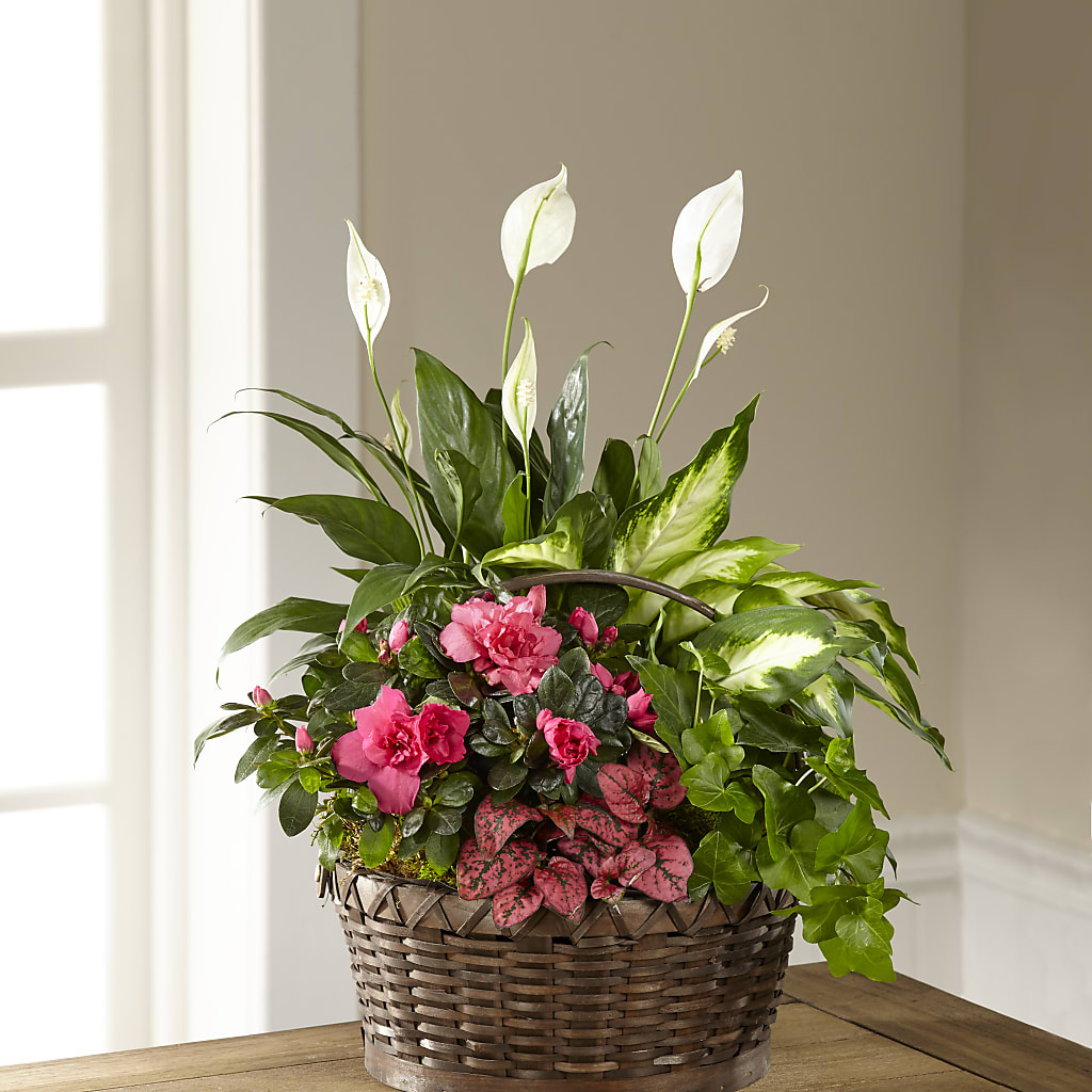 Dream in Pink Dishgarden – Roots Of Love, Spotswood NJ