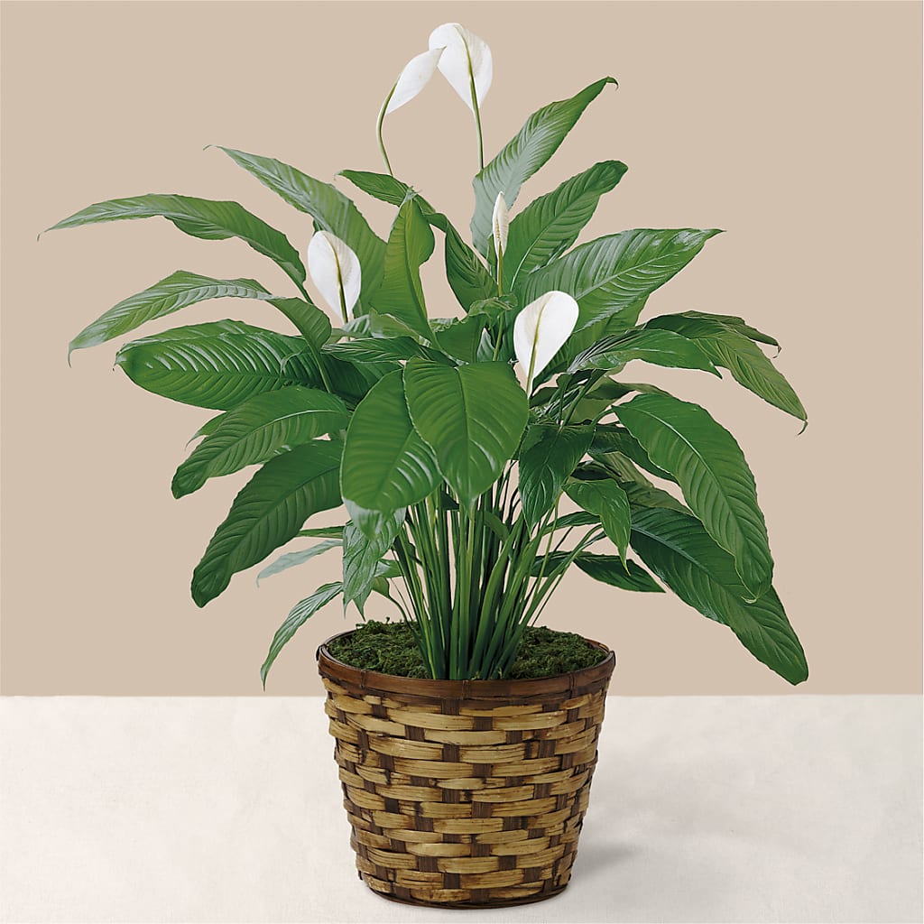 Tranquil Moments Peace Lily Plant – Roots Of Love, Spotswood NJ