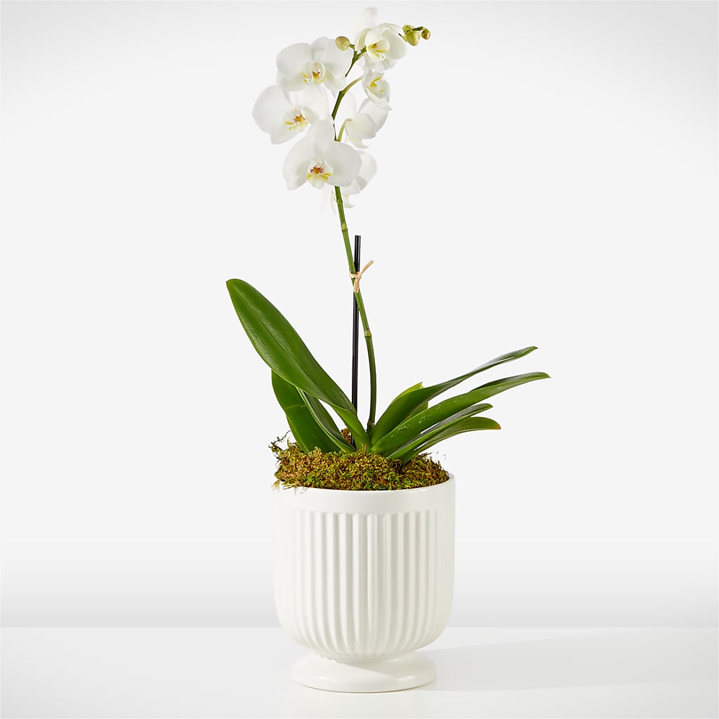 Whispering White Orchid – Roots Of Love, Spotswood NJ