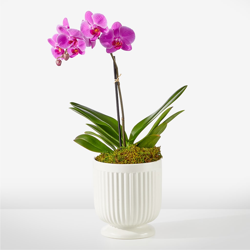Friendly Fuchsia Orchid – Roots Of Love, Spotswood NJ