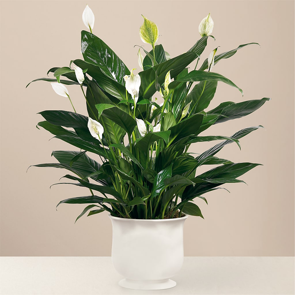 Comfort Planter – Roots Of Love, Spotswood NJ