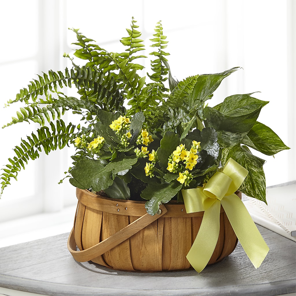 Always Dear Dishgarden – Roots Of Love, Spotswood NJ