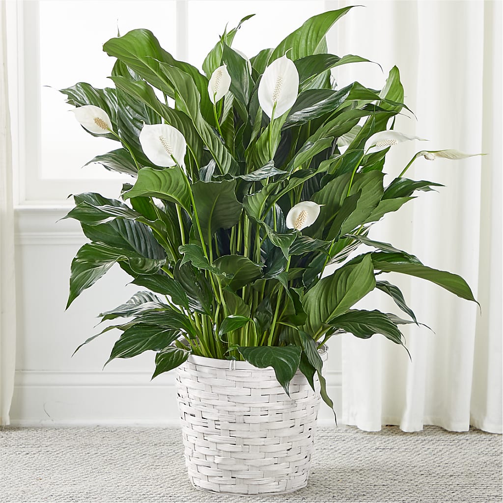 A New Leaf Peace Lily – Roots Of Love, Spotswood NJ