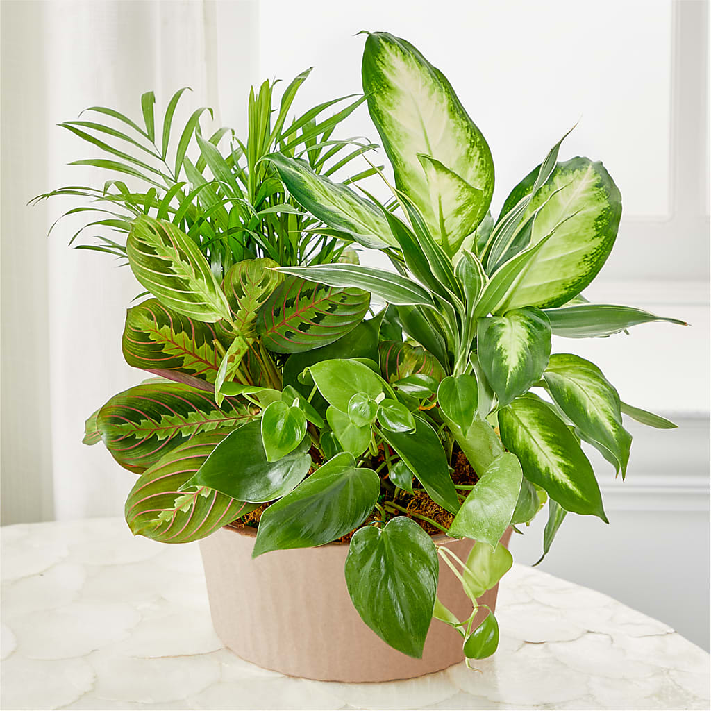 Balance & Harmony Dishgarden – Roots Of Love, Spotswood NJ