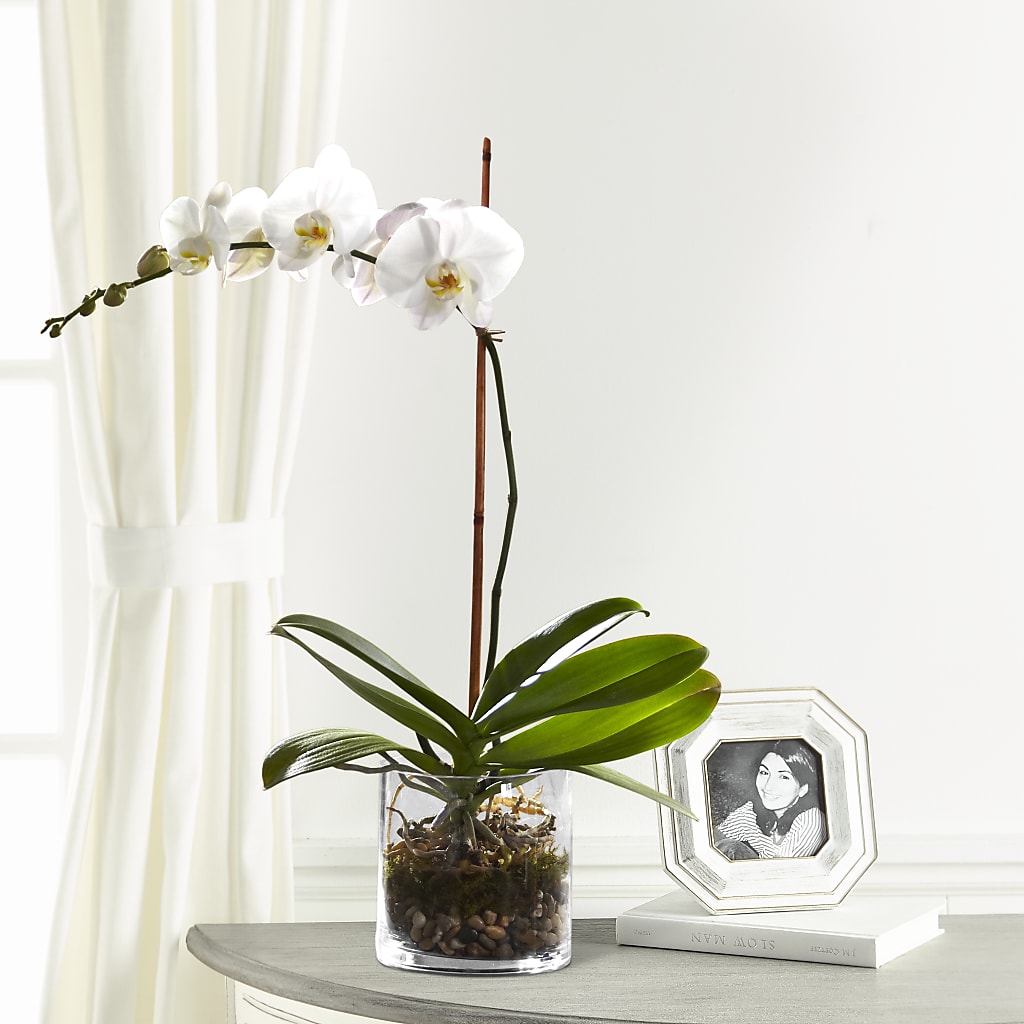 White Orchid Planter – Roots Of Love, Spotswood NJ