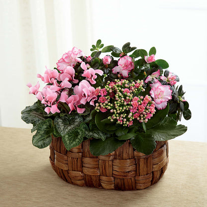 Pink Assortment –  Roots Of Love, Spotswood NJ