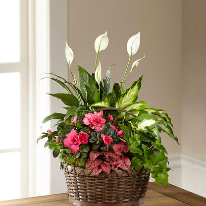 Dream in Pink Dishgarden –  Roots Of Love, Spotswood NJ