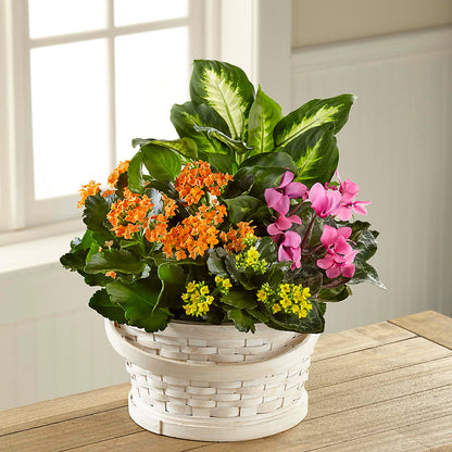 Color Crush Dishgarden –  Roots Of Love, Spotswood NJ