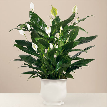 Comfort Planter –  Roots Of Love, Spotswood NJ