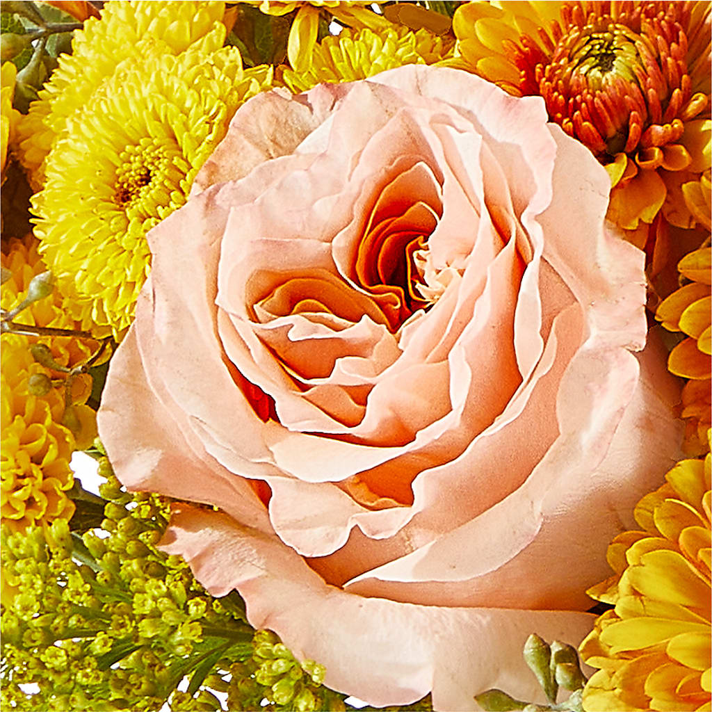 Peachy Pumpkin –  Roots Of Love, Spotswood NJ