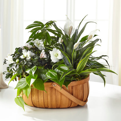 Serene Dishgarden –  Roots Of Love, Spotswood NJ