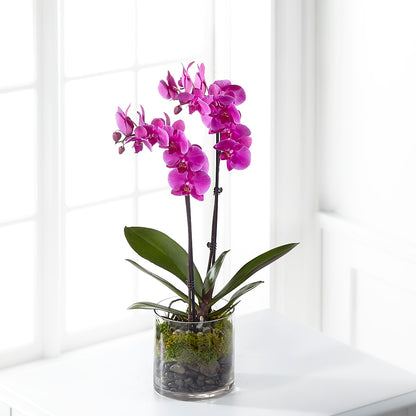Pink Orchid Plant –  Roots Of Love, Spotswood NJ