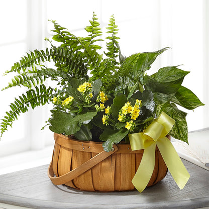 Always Dear Dishgarden –  Roots Of Love, Spotswood NJ