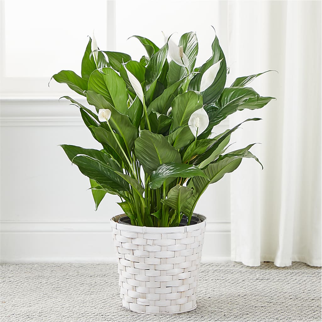 A New Leaf Peace Lily –  Roots Of Love, Spotswood NJ