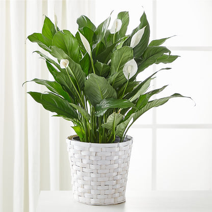 scales on peace lily A New Leaf Peace Lily – white flower arrangement | Spotswood, NJ