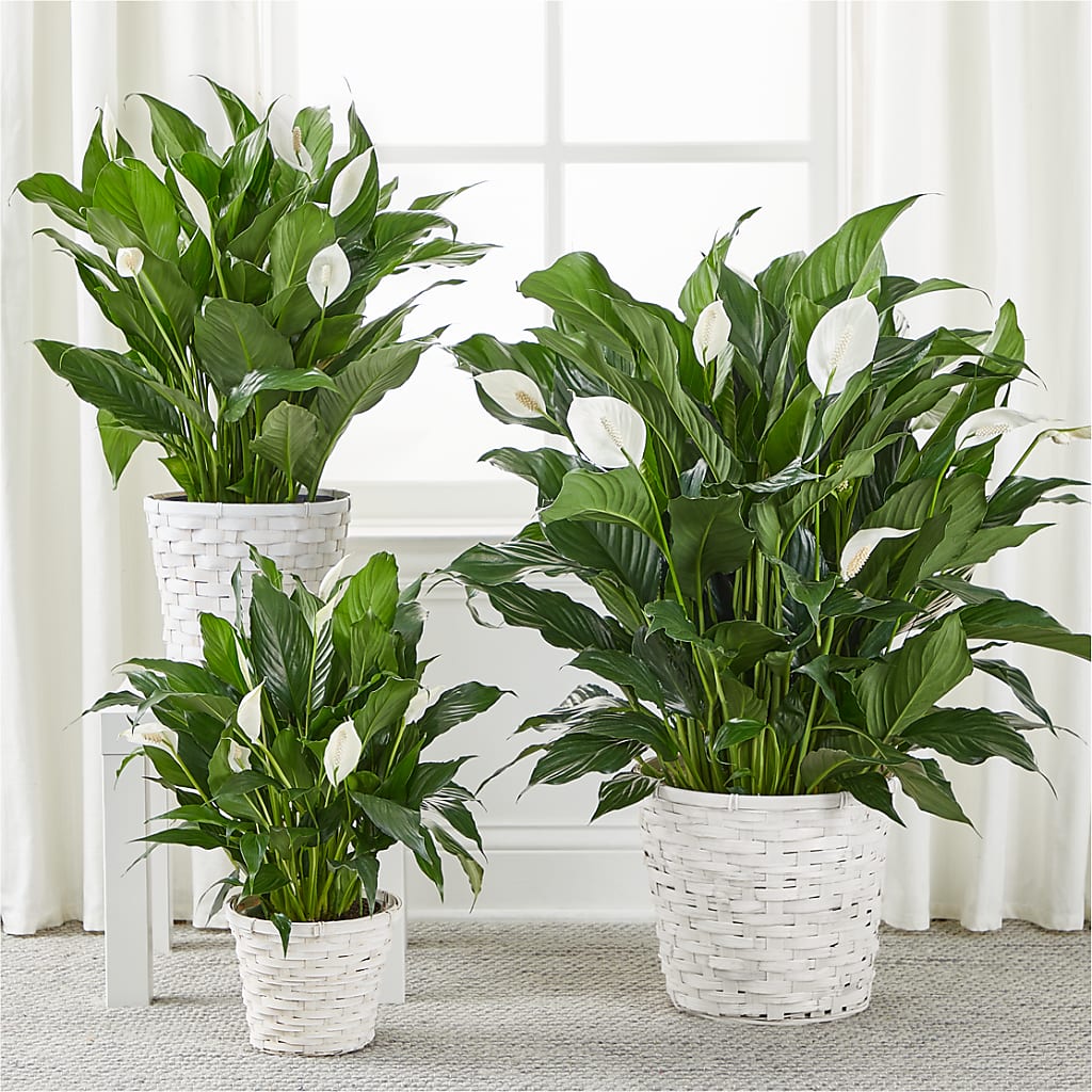 A New Leaf Peace Lily –  Roots Of Love, Spotswood NJ