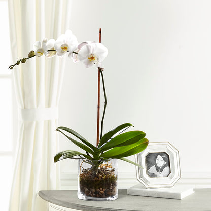 White Orchid Planter –  Roots Of Love, Spotswood NJ